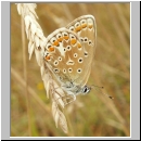 Polyommatus icarus - Hauhechelblaeuling w08.jpg